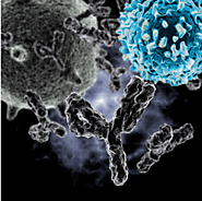 bispecific antibodies