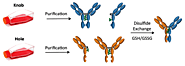 Knobs-in-holes bispecific antibody (KIH BsAb) - Creative Biolabs