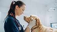 Trusted Animal Hospital in Fort Washington, PA