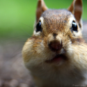 Call me a chip-punk #wildlifeselfie #wildlife #selfie #chipmunk #chippunk #nature #wildlifeselfies