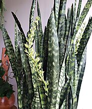 The Surprising Sansevieria Flower - Planters Place