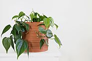 Philodendron Care Guide: How to Grow This Low-Maintenance Houseplant