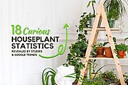 Houseplant Statistics & Trends 2024 [+ Original Search Data]