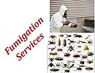 Fumigation Services For Home Improvement