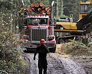Federal plan for O&C lands would double timber revenue, protect old growth
