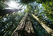 Value of Oregon’s forests more than timber