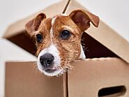 Moving House With Pets - Moving Home With Cats or Dogs