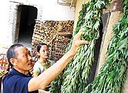 A picture of Chinese picking herbs from their front door.