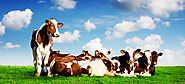 Buy Holstein Indian Cow Breeds Haryana - HF Cows