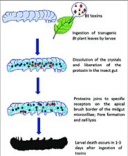 Let's take a look at the interactions our microorganism have with caterpillars, the primary consumer of crops and pla...
