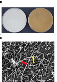 What Is Streptomyces bacillaris?
