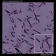 Bacterial Characteristics
