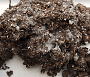 What Would Our Soil Be Like Without Streptomyces bacillaris?
