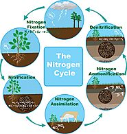 Nitrosomonas europaea- contribution to nutrient cycle