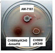 Biotechnological Applications