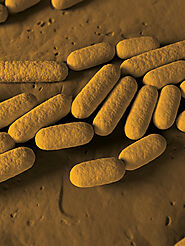 What Makes This Bacterium Special?