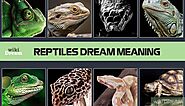 Dream about Reptiles: Interpretation, Meaning, Symbolism