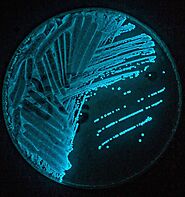 The blue green Photobacterium phosphoreum on an agar plate.