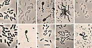 Gram-negative rod-shaped Photobacterium phosphoreum