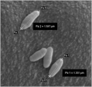 The biology and the importance of Photobacterium species | Applied Microbiology and Biotechnology