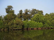 Mangrove Forest