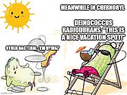 What makes Deinococcus radiodurans so unique from other bacteria