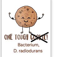 Deinococcus radiodurans basic characteristics