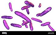 1.Purple stained Alphaproteobacteria.