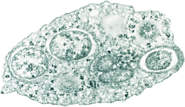 2. The Alphaproteobacteria under a Transmission electron microscope.
