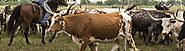 The Cattle Ranchers Story | Texas State History Museum