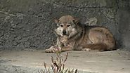 3 Mexican gray wolves move to San Francisco Zoo