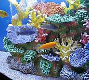 Getting Your Home or Business Premises Adorned with Stunning Aquamarine Livestock Filled Aquarium is not a Distant Dr...