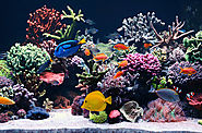 Your House with Exotic Aquariums Filled with Stunning Corals and Colourful Fish