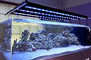 Vivid Aquariums