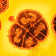 A close-up of Deinococcus radiodurans, the extremophile bacterium renowned for its incredible resistance to radiation...