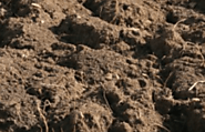 Habitat of Clostridium perfringens