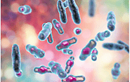 Classification of Clostridium perfringens