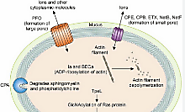 Ecological significance of Clostridium perfringens