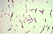 Bacteria characteristics
