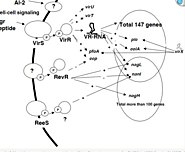 Metabolism of clostridium perfringens