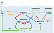 Ecological importance