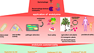 Pharmaceutical application of clostridium perfringens