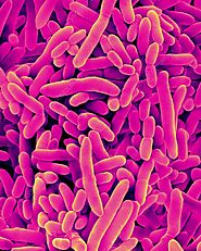 Pseudomonas putida, the bacteria used for breaking down toxic pollutants and heavy metals