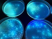 Pseudomonas fluorescens emitting a blue-green glow from exposure to UV light.