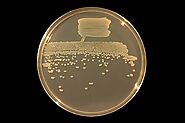 Bacterial characteristics of Pseudomonas fluorescens: