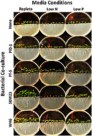 Pseudomonas fluorescens helps to grow plants