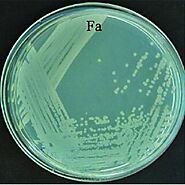 Biotechnological significance of Pseudomonas fluorescens