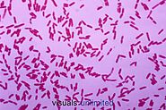 Pseudomonas putida