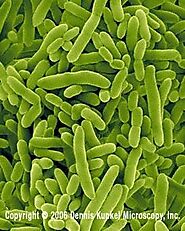 Pseudomonas putida