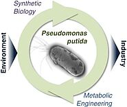 Website at https://www.indogulfbioag.com/post/pseudomonas-putida-application